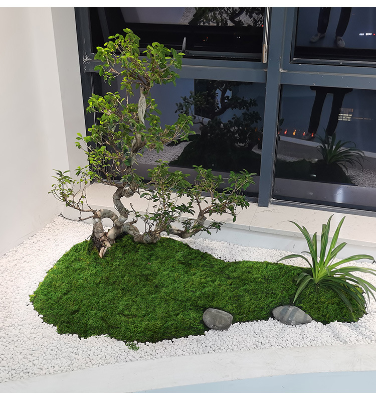 Sphagnum Moss Dry - Artificial moss filaments moss lawn people