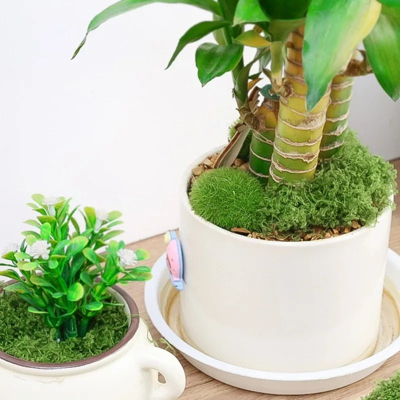 50/300G DIY Fake Moss Grass Et - đánh giá và giá Sphagnum Moss Dry