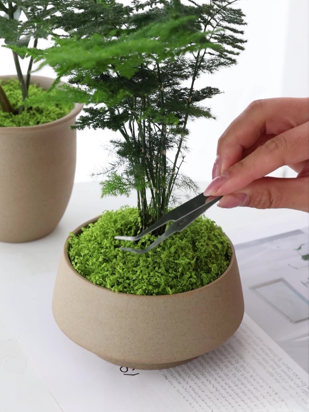 Artificial moss filaments moss - đánh giá và giá Sphagnum Moss Dry