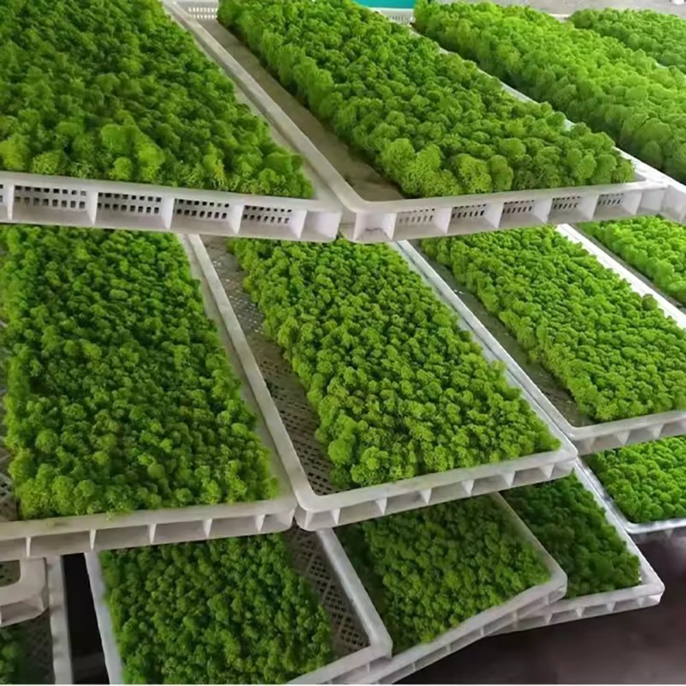 200/500g Eternal Life Fake Mos - đánh giá và giá Sphagnum Moss Dry